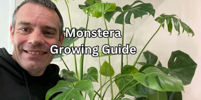 The Complete Monstera Care Guide (Swiss Cheese Plant)