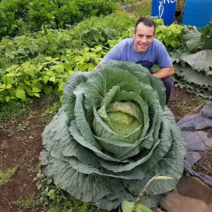 A photo of Tony O'Neill, the renowned gardener from the Simplify Gardening community, standing proudly behind his enormous monster cabbage, weighing an impressive 67 pounds.