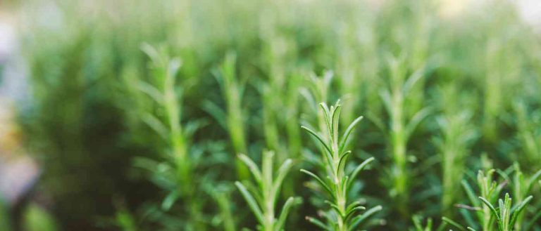 Vegetable garden showing herbs — growing guide at simplifygardening.com