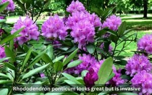 Unveiling The Impact Of Rhododendron Ponticum: A Comprehensive Overview