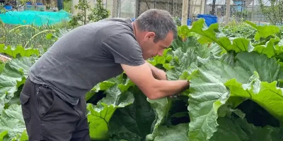 Late Summer Garden Maintenance: What To Do Now