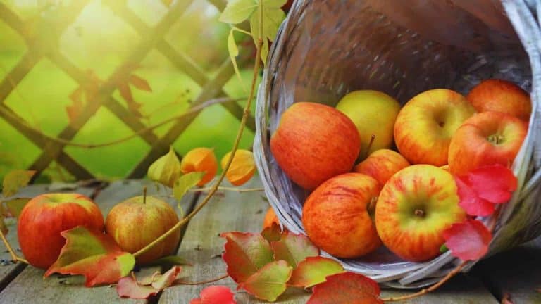 Autumn harvests — honest, systems-based gardening advice from simplifygardening.com