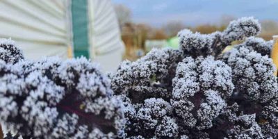 Winterizing Your Garden: Protecting Plants From The Cold