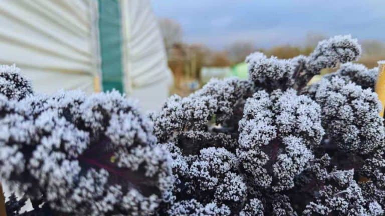Freezing kale plot growing in the vegetable garden at the correct stage for care or harvest