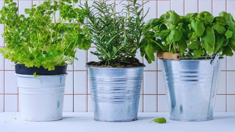 Herbs steel pots growing in the vegetable garden at the correct stage for care or harvest