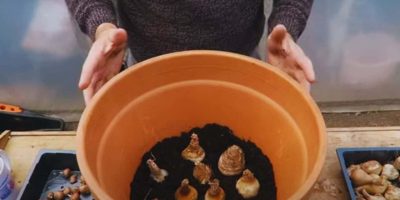 Bulb Planting: Spring Blooms Start Now