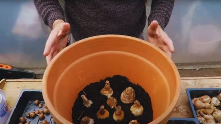 Planting bulbs — practical growing guidance from Tony O'Neill at simplifygardening.com