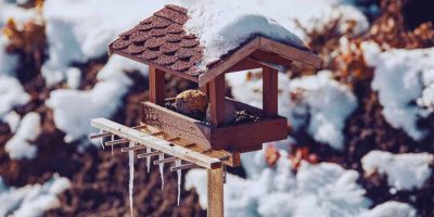 Creating A Winter Haven: How To Prepare Your Garden For Wildlife