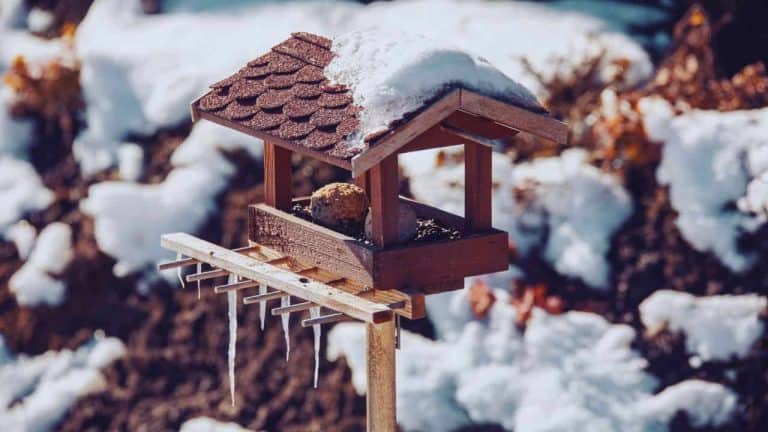 Winter garden wildlife arranged for efficient crop rotation and productive seasonal vegetable growing