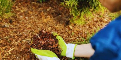 3 Mulching Techniques to Supercharge Your Garden’s Growth!