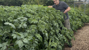 Tony O'Neill with his large-scale container potato growing system showing dense healthy haulms supported by timber frames at Simplify Gardening