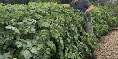 The Complete Guide to Growing Potatoes in Containers