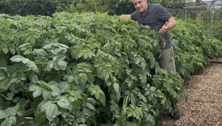 Tony O'Neill with his large-scale container potato growing system showing dense healthy haulms supported by timber frames at Simplify Gardening