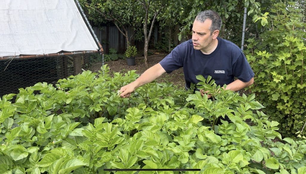 Tony O'Neill removing flowers from container potato plants at Simplify Gardening to redirect energy into tuber development when growing potatoes in containers